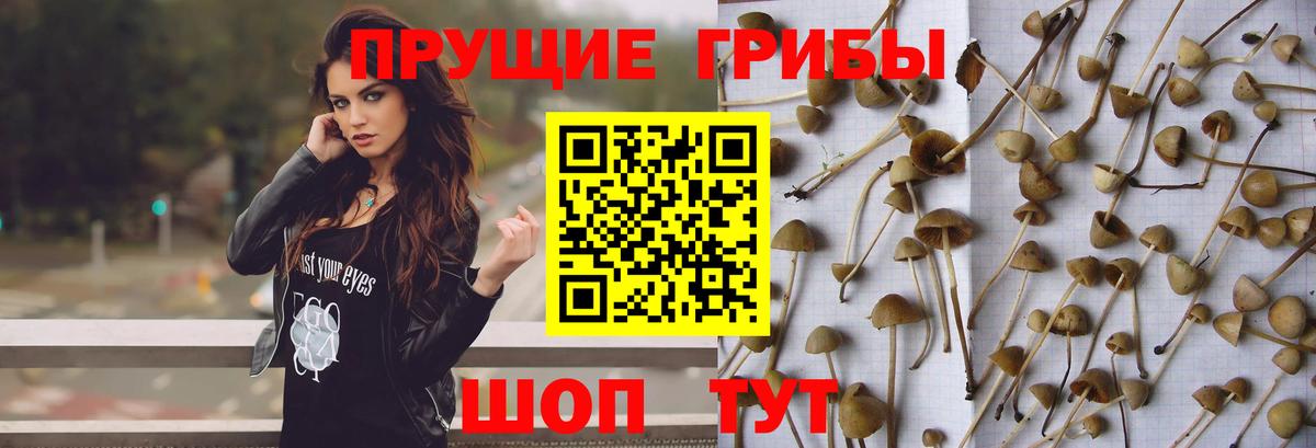 Сосновоборск  Галлюциногенные грибы Magic Shrooms  Псилоцибиновые грибы MAGIC MUSHROOMS  Вход с VPN 